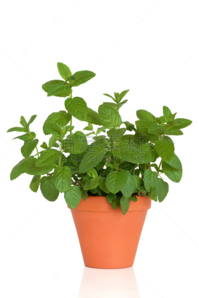白色背景,草本,花盆,薄荷,垂直画幅,饮食,芳香的,无人,胡椒薄荷,背景分离
