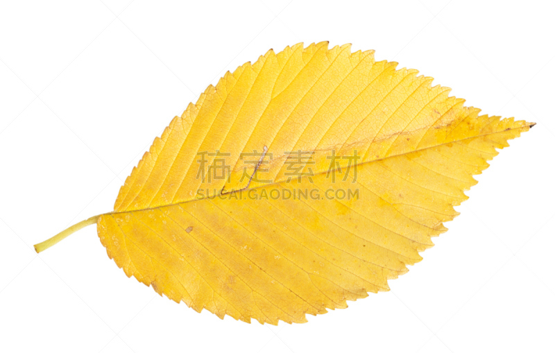 秋天,黄色,叶子,通货紧缩,弹出式商店,秋分,枝繁叶茂,古老的,干的,明亮