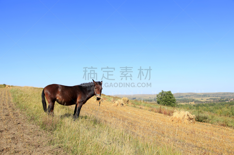 马,秋天,平原,国家草场,墨西哥野马,食草,兽群,牲畜,大农场,小马