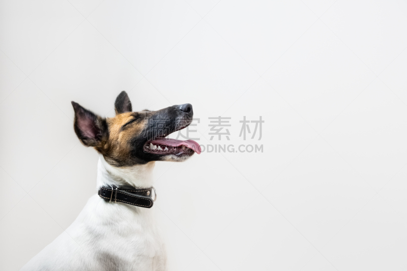 小的,福克斯猎狐犬,白色背景,闭着眼睛,可爱的,小狗,活力,纯种犬,背景分离,肖像