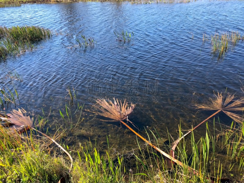 swamp plants and wind