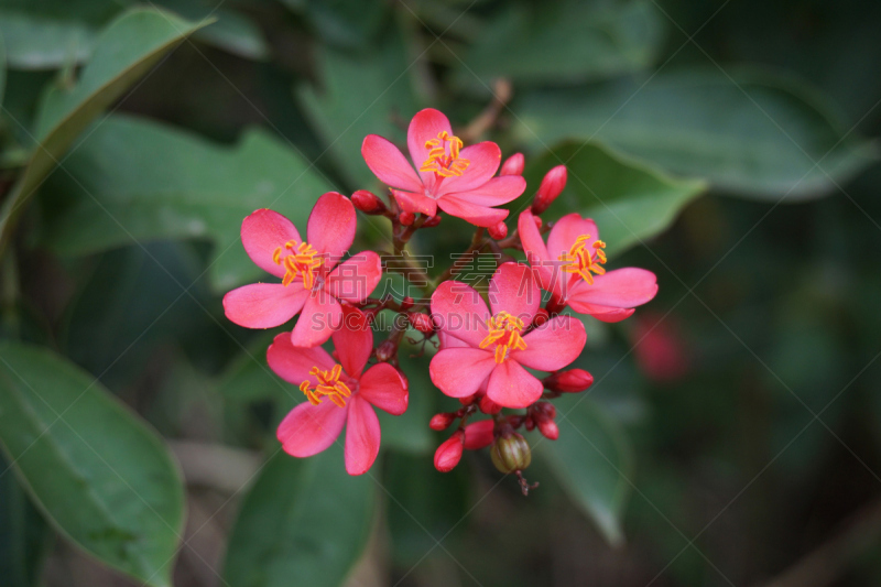 全缘麻风树,粉色,美,水平画幅,无人,户外,特写,泰国,植物,植物学