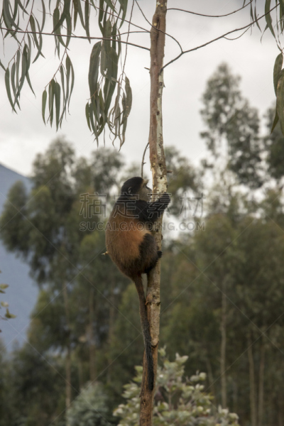 parc national des volcans,金丝猴,卢旺达,濒危物种,威兰伽国家公园,特有物种,垂直画幅,野生动物,无人,桉树