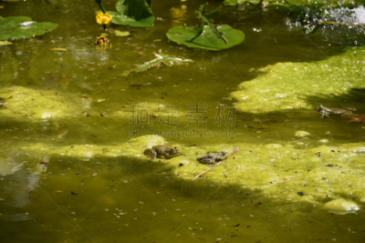 青蛙,水,三只动物,不卫生的,平视角,沟,厌氧菌,牛蛙,注入水,水污染