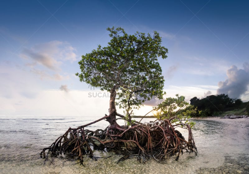 特写,红树,水,天空,佛罗里达群岛,留白,水平画幅,无人,bahia honda key,偏远的