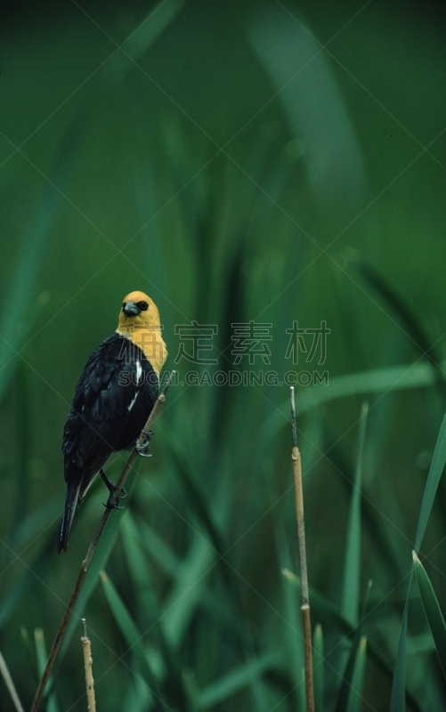 黄头黑鸟,自然,黄色,山鸟类,垂直画幅,野生动物,图像,北美歌雀,野外动物,美国