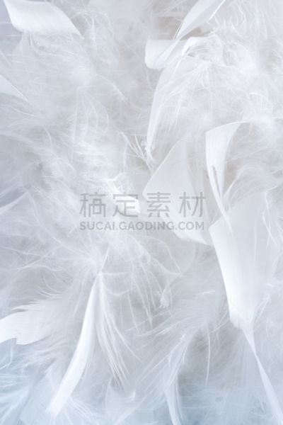 巨大的,白色,大量物体,翎毛,深情的,小的,羽毛围巾,自然纹理,非凡的,垂直画幅