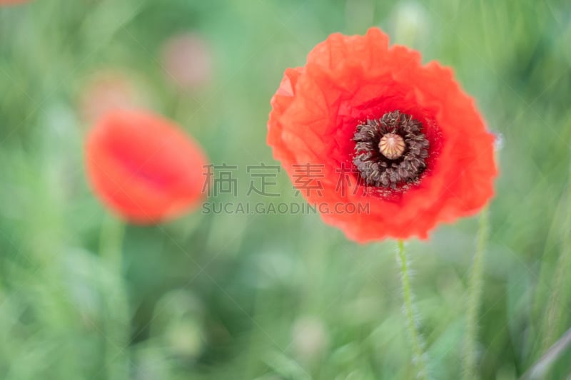 野生植物,斯普林费德,美,芳香的,水平画幅,无人,夏天,户外,草,特写