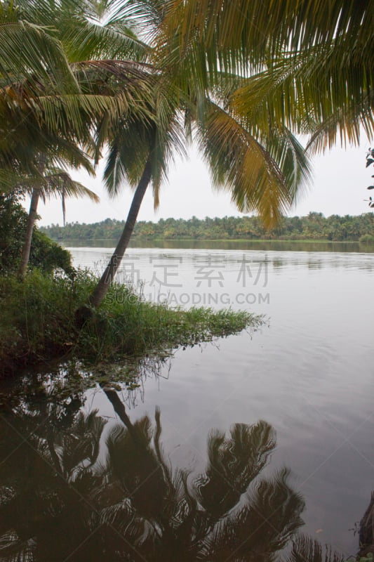 喀拉拉邦死水湾,运河,湖,棕榈树,喀拉拉邦,垂直画幅,水,枝繁叶茂,无人,椰子树