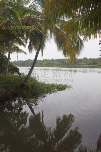 喀拉拉邦死水湾,运河,湖,棕榈树,喀拉拉邦,垂直画幅,水,枝繁叶茂,无人,椰子树