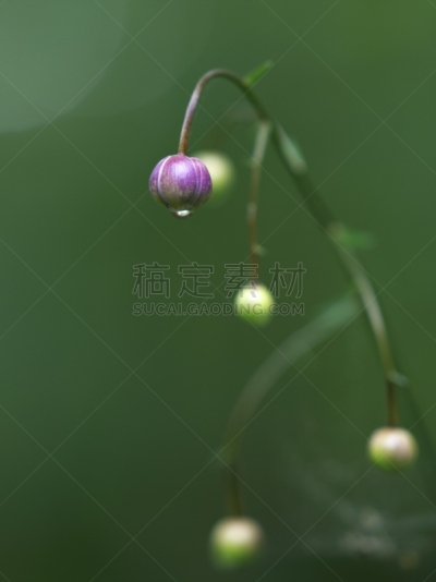 仙女,虾,森林,垂直画幅,美,留白,无人,优美,纯净,户外
