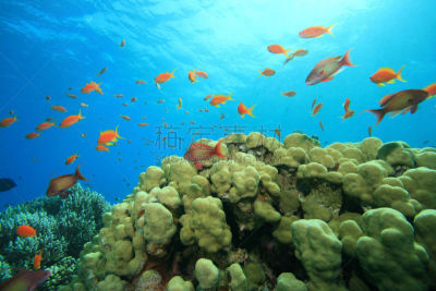 珊瑚,Anthias Fish,自然,水,热带鱼,水平画幅,绿色,无人,水下,埃及
