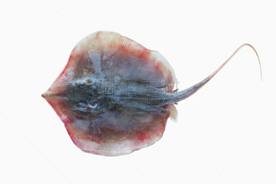 魟鱼,动物皮,水平画幅,白色背景,海产,动物身体部位,南部魟鱼,背景分离,棕刺魟,魟