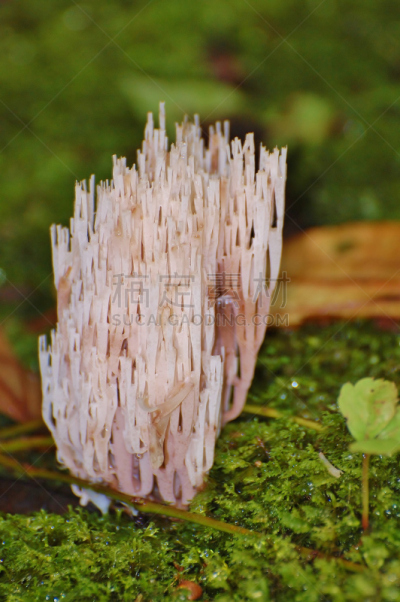 蘑菇,森林,蒙特维多云雾森林,垂直画幅,真菌,无人,户外,雨林,哥斯达黎加,摄影