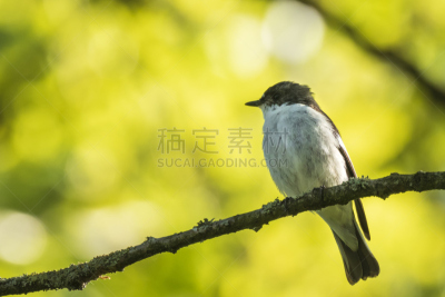 鸟类,斑姬鹟,枝,特写,野生动物,环境,环境保护,雄性动物,北美歌雀,小的