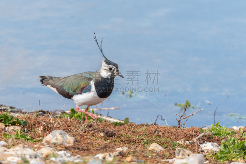 麦鸡亚科,海岸线,自然,水,野生动物,水平画幅,绿色,蓝色,鸟类,英格兰