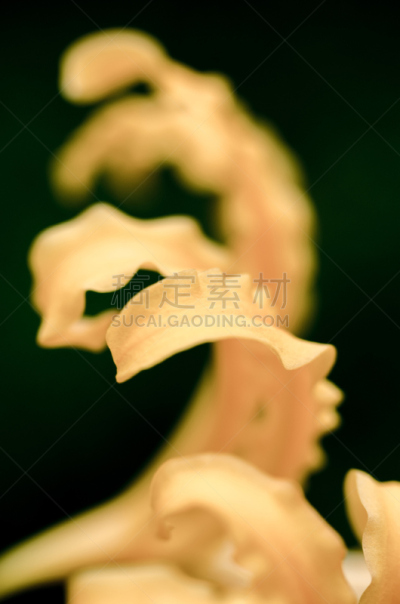 红蜘蛛百合,甘草蕨,蜘蛛百合,垂直画幅,美,无人,夏天,特写,四季,黑色背景