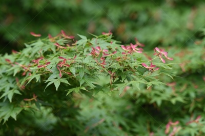 种子,枫树,季节,秋天,春天,形状,多色的,白色,白色背景,红色