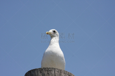海鸥,天空,水平画幅,无人,蓝色,鸟类,摩托车后座,摄影