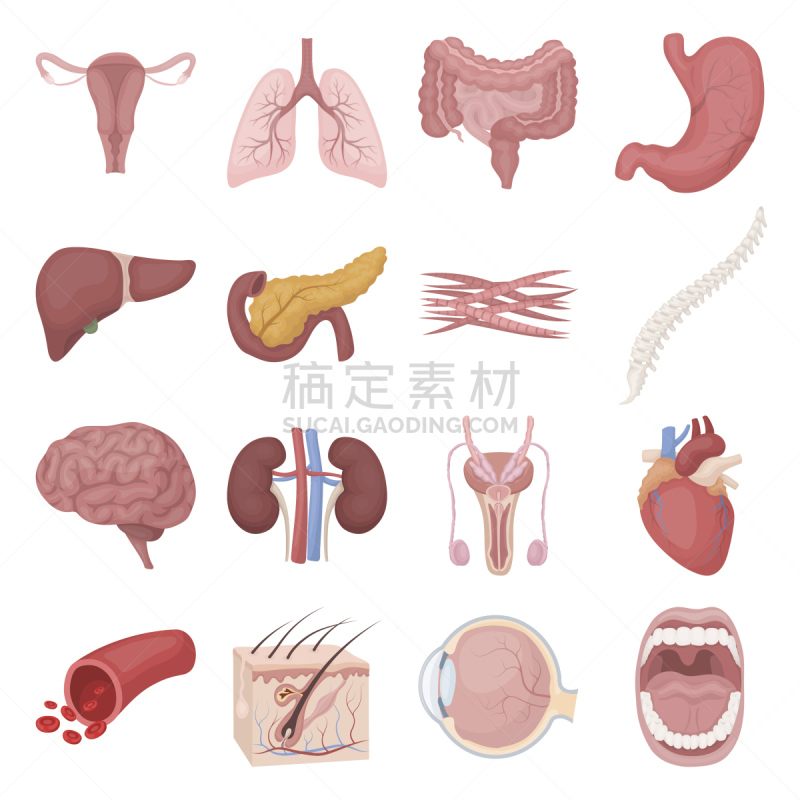 符号,巨大的,漫画,人类肾脏,人类肺脏,生殖器官,人类消化系统,腹腔