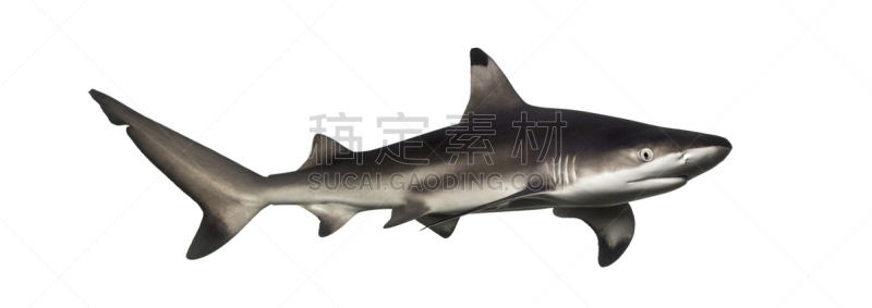 黑尖鳍角鲨,水,requiem shark,野生动物,水平画幅,无人,全景,鲨鱼,白色背景,背景分离