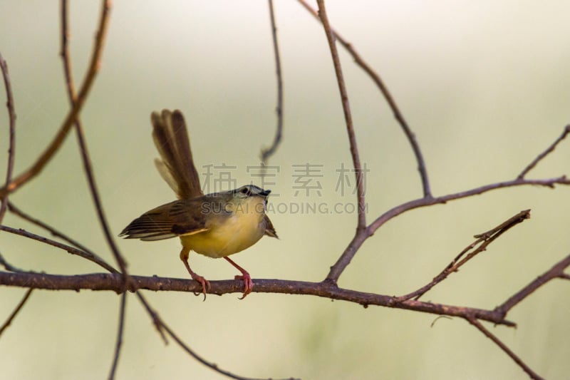 南非,胸部,鹪莺,黑色,马蓬古布韦国家公园,国际野生物保护公园,生物保护区,林波波省,莫桑比克,克鲁格国家公园