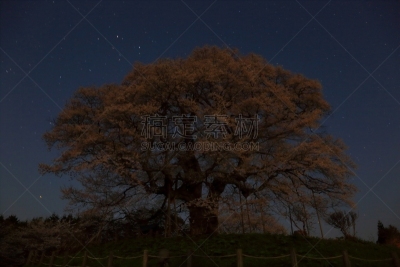樱之花,一棵树,亚洲樱桃树,冈山县,自然,水平画幅,山,夜晚,无人,日本