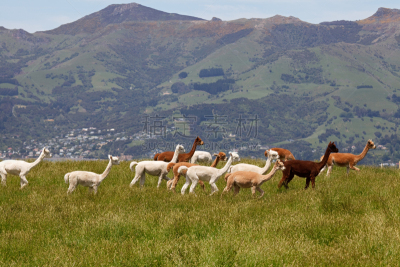 羊驼,兽群,新西兰,akaroa,羊场,中等动物群体,新西兰坎特伯雷地区,长焦镜头,美洲驼羊,选择对焦