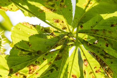 closeup of a sick chestnut leaf in summer