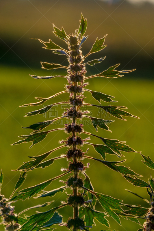 益母草,立陶宛共和国,健康保健,清新,药,替代医药,景观设计,黄昏,枝繁叶茂,芳香疗法