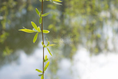 柳树,水,美,公园,水平画幅,纹理效果,夏天,户外,湖,特写