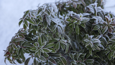 雪,菜园,花蕾,杜鹃花属,春天,常绿树,四季,花束,白色