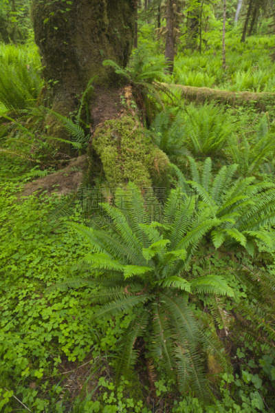 queets rainforest,安琪拉斯港,大叶枫树木,奥林比亚,可可雨林,奥林匹克国家公园,温带雨林,奥林匹克山,树冠,垂直画幅