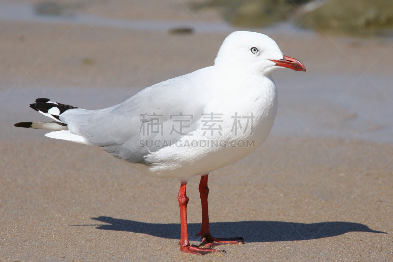 红喙海鸥,银色的海鸥,海鸥,水平画幅,无人,户外,明亮,海滩,彩色图片,黑云压城