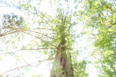 视角,天空,绿色,长的,陆地,闪亮的,叶子,城市生活,环境,步行道路