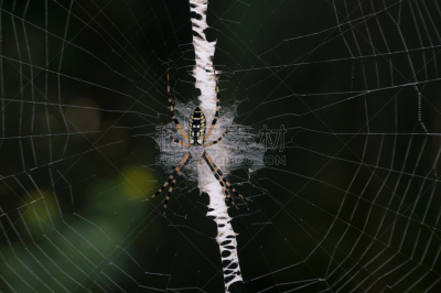 golden silk spider,巴西漫游蜘蛛,水平画幅,早晨,动物身体部位,户外,怪异,特写,球体,四肢