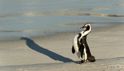 麦哲伦海峡企鹅,非洲企鹅,洪堡企鹅,西蒙斯敦,企鹅,水,美,水平画幅,沙子,鸟类