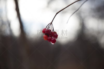 浆果,红色,野生植物,自然,自然现象,褐色,水平画幅,水的各种形态,地形,水果