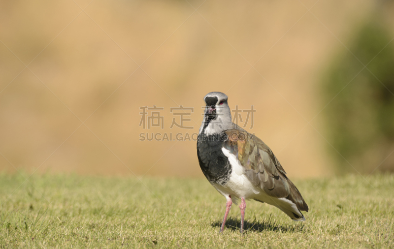 草,南方麦鸡,自由,防水长靴,野生动物,灰色,环境,环境保护,翅膀,一只动物