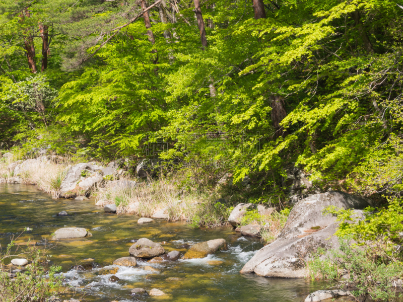 山梨县,清新,绿色,升仙峡,日本,甲府市,美,洛矶山脉,里山,沟壑