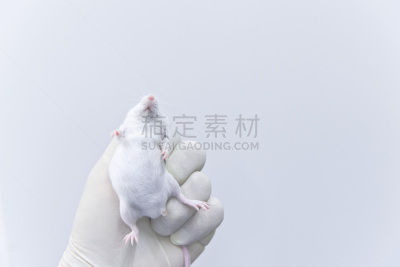 实验室,鼠,研究人员,生物科技,水平画幅,老鼠,科学实验,科学,动物身体部位