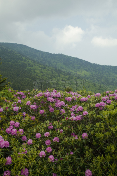 杜鹃花属,北卡罗来纳,非全秃,圆形,垂直画幅,枝繁叶茂,无人,偏远的,户外,阿巴拉契亚山脉