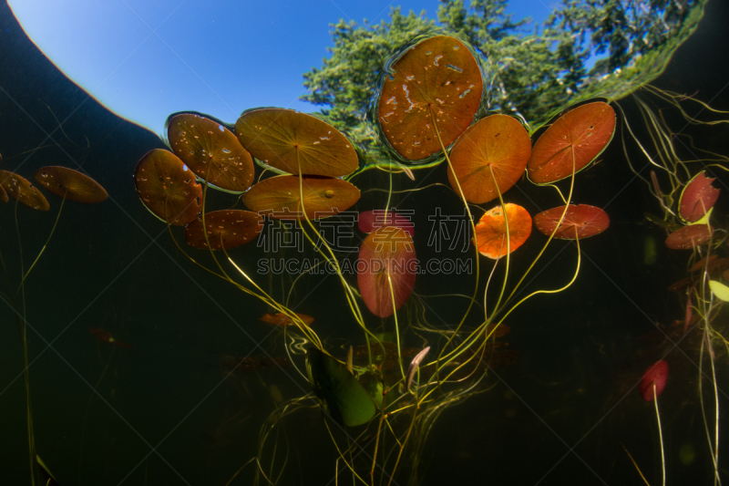 睡莲,水下,池塘,防护品,美,水平画幅,柯德角,科学,夏天,生物学