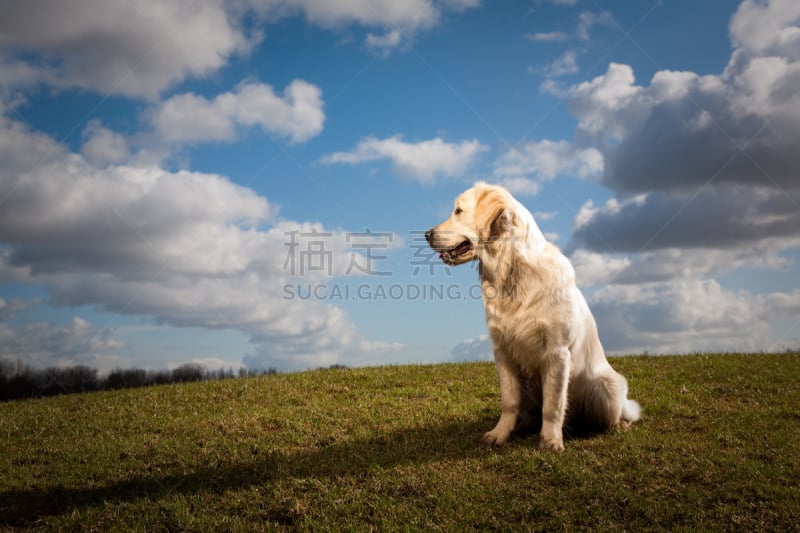 肖像,金毛寻回犬,天空,公园,水平画幅,动物习性,户外,草,云景,活力