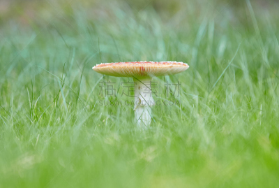 毒蘑菇,森林,植物叶柄,自然,美,草地,水平画幅,有毒生物体,夏天,户外