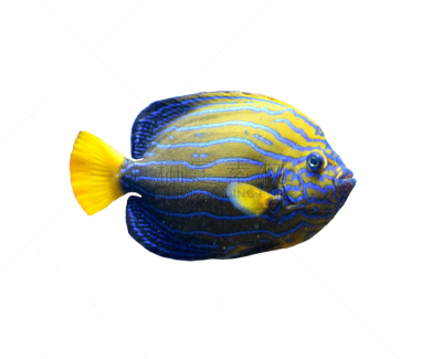 白色背景,热带鱼,分离着色,striped surgeonfish,arabian surgeonfish,神仙鱼,颊纹鼻鱼,水族馆,热带淡水鱼,可爱的