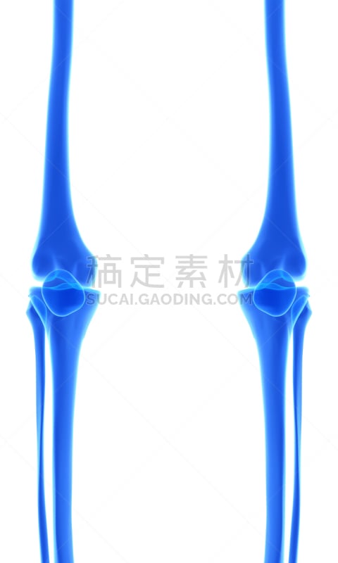 胫骨,绘画插图,三维图形,健康保健,概念,腓骨,膝,耐性,x光片,人类骨架