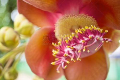 仅一朵花,花粉,特写,炮弹树,自然,褐色,水平画幅,绿色,无人,散焦