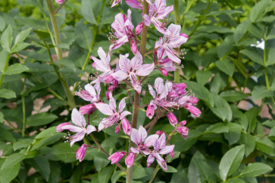 粉色,园林,白藓皮,白藓属,芸香科,美,水平画幅,无人,夏天,户外