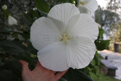 木槿属,巨大的,白色,garden phlox,苘麻,芙蓉茶,锦葵科木槿属,饰品花,高个子,水平画幅